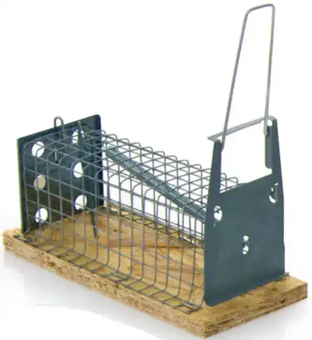 LUNA MUIZENVAL HOUT RECHT 1-KLEPS 16 CM
