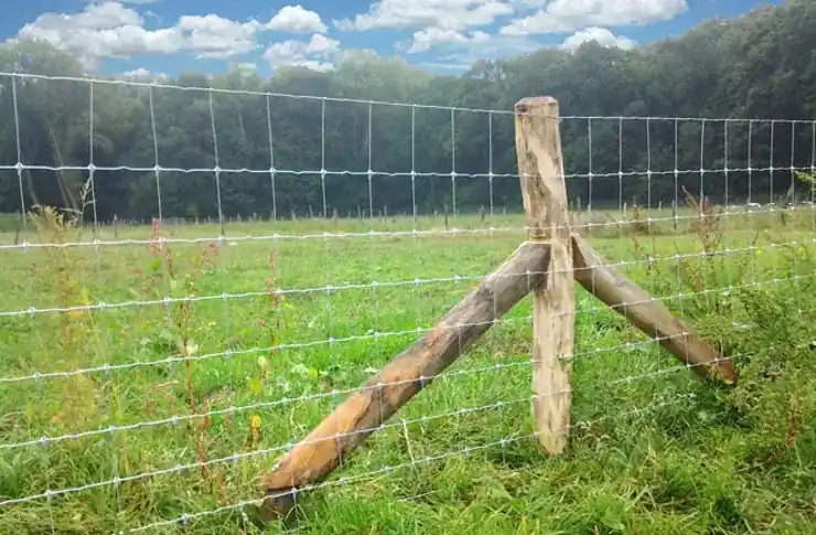 Schapengaas Zwaar op rol (50m¹)