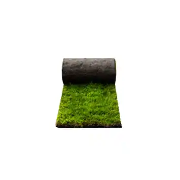 Schaduwgras graszoden per m²