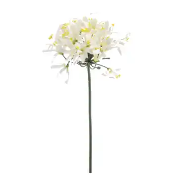 Agapanthus spray wit 80cm