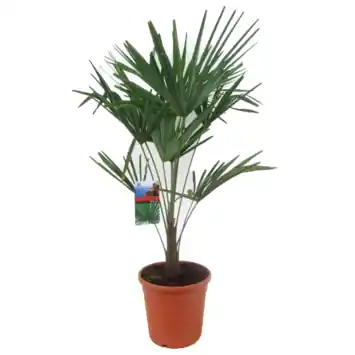 Trachycarpus Fortuneii
