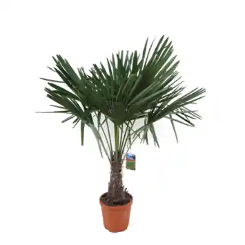 Trachycarpus Fortunei
