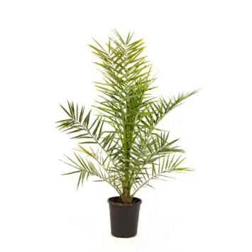 Canarische dadelpalm